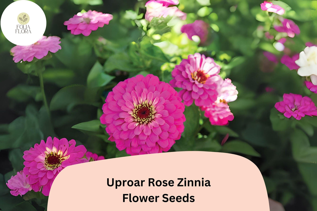 100+ Uproar Rose Zinnia Seeds – Large Pink Blooms for Garden, Borders & Cut Flowers – Zinnia elegans, Annual, Full Sun