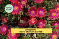 Delosperma ‘Jewel of Desert Garnet’ Ice Plant – Hardy Succulent Groundcover with Bright Red Blooms, Perennial Starter Plant