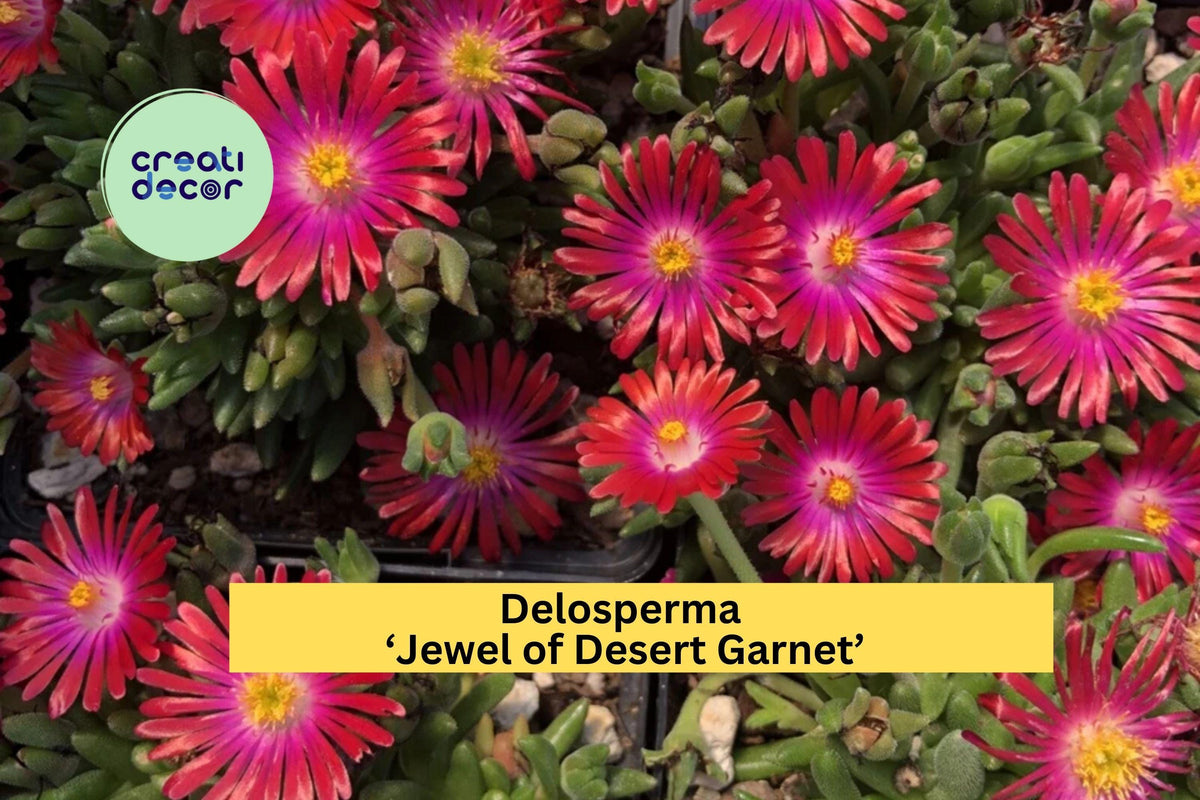 Delosperma ‘Jewel of Desert Garnet’ Ice Plant – Hardy Succulent Groundcover with Bright Red Blooms, Perennial Starter Plant