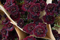 Chocolate Cosmos Seeds - 200 Rare Flower Seeds, Dark Burgundy-Brown Blooms, Fragrant Vanilla Scent, Butterfly Attractor, Cosmos atrosanguineus
