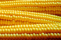 Yellow Popcorn Corn Seeds | Non-GMO Untreated Zea mays everta Bulk Garden Seeds