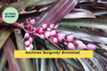 Live Aechmea ‘Burgundy’ Bromeliad – Tropical Houseplant with Deep Red Foliage, Easy-Care Indoor or Outdoor Plant, Bromeliaceae