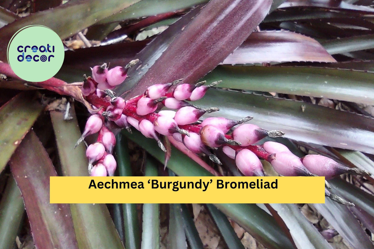 Live Aechmea ‘Burgundy’ Bromeliad – Tropical Houseplant with Deep Red Foliage, Easy-Care Indoor or Outdoor Plant, Bromeliaceae
