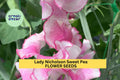 50+ Lady Nicholson Sweet Pea Seeds – Pale Pink Fragrant Blooms for Trellises, Fences, Bouquets & Pollinator Gardens – USA
