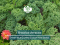 350 Dwarf Blue Curled Scotch Kale Seeds – Brassica oleracea, Organic, Cold-Hardy, Nutritious Leafy Green for Salads & Cooking