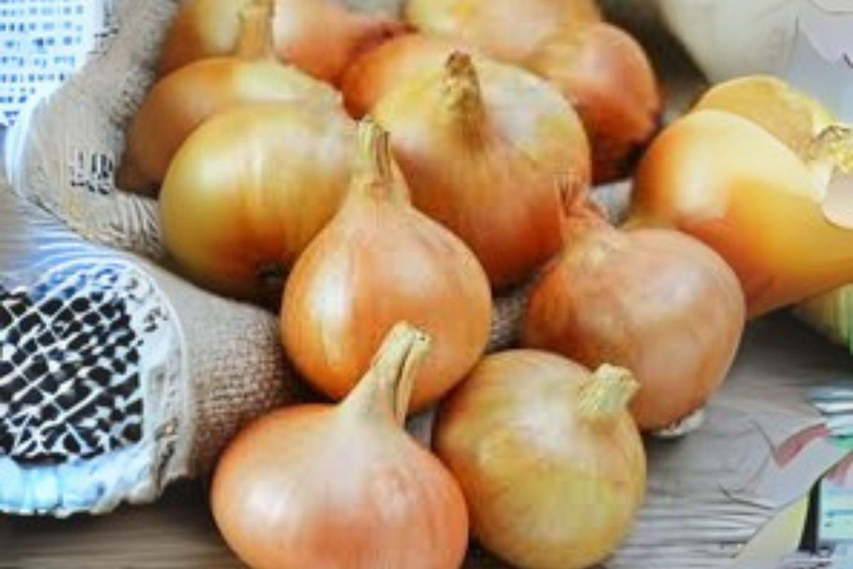 Burrell's Yellow Valencia Onion Seeds – Heirloom Allium cepa, Large Yellow Bulbs, Sweet Flavor, Vegetable Garden, 250 mg