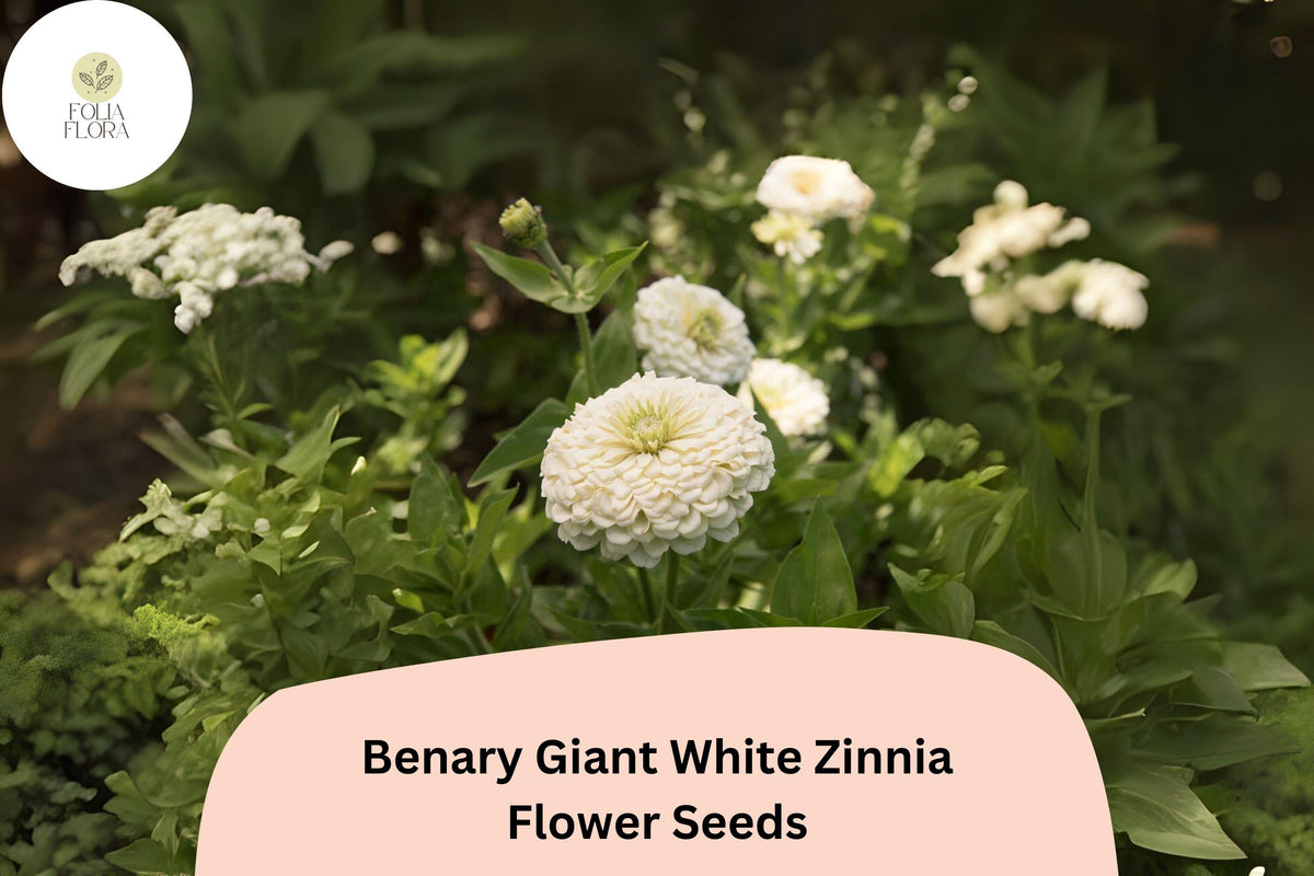100+ Benary Giant White Zinnia Seeds – Tall Cut Flower, White Blooms, Zinnia elegans, Summer Annual for Gardens & Bouquets