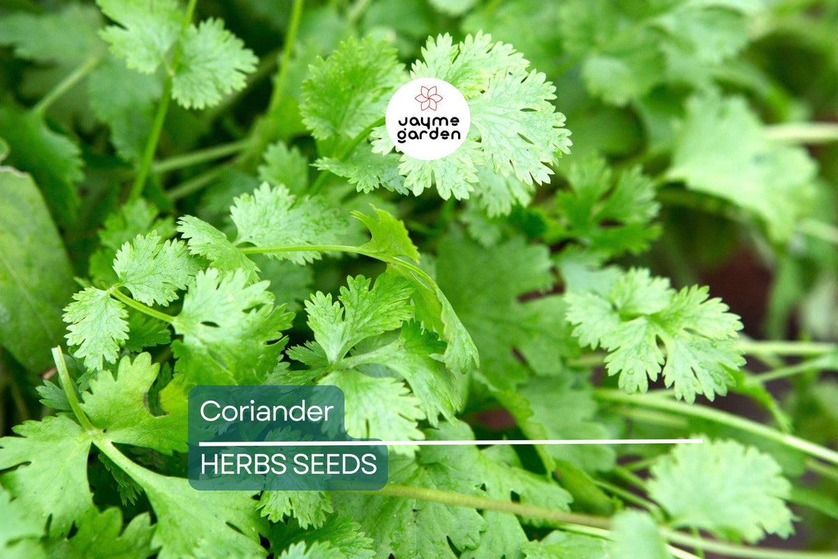 Fresh Cilantro Seeds – NON-GMO Heirloom Coriandrum sativum for Cooking & Gardening | Easy to Grow Herb Seeds
