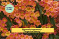 Tangerine Beauty Crossvine Rooted Starter Plant – Bignonia capreolata, Orange Flowers, Butterfly Attracting, Hardy Perennial Vine