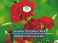 200 Seeds Carnation Etincellant Red - Fragrant Non-GMO Pollinator-Friendly Cut Flowers Dianthus caryophyllus