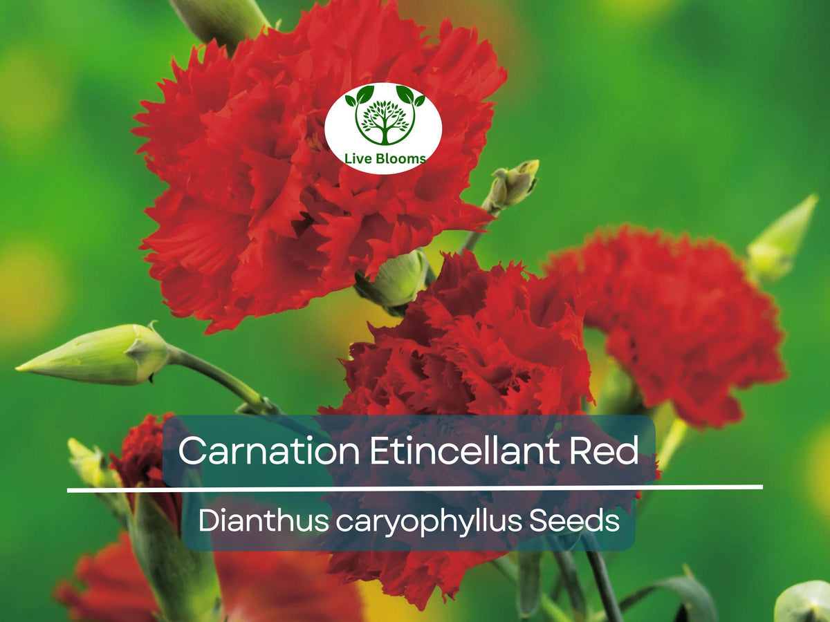 200 Seeds Carnation Etincellant Red - Fragrant Non-GMO Pollinator-Friendly Cut Flowers Dianthus caryophyllus