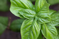 700 Genovese Basil Seeds – Italian Heirloom Herb for Pesto, Cooking & Salads – Ocimum basilicum