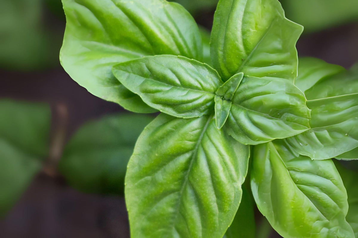 700 Genovese Basil Seeds – Italian Heirloom Herb for Pesto, Cooking & Salads – Ocimum basilicum
