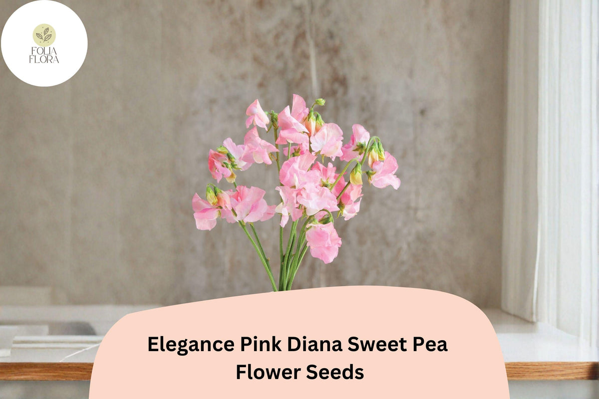 Elegance Pink Diana Sweet Pea Seeds, Pink Climbing Vine, Lathyrus odoratus, Garden Flower Seeds, Cut-Flower Plant, 50+ Seeds