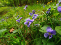 Wild Violet Live Plants – Viola sororia Ground Cover, Edible Flowers, Native Perennial, Shaded Garden, Lawn, Container