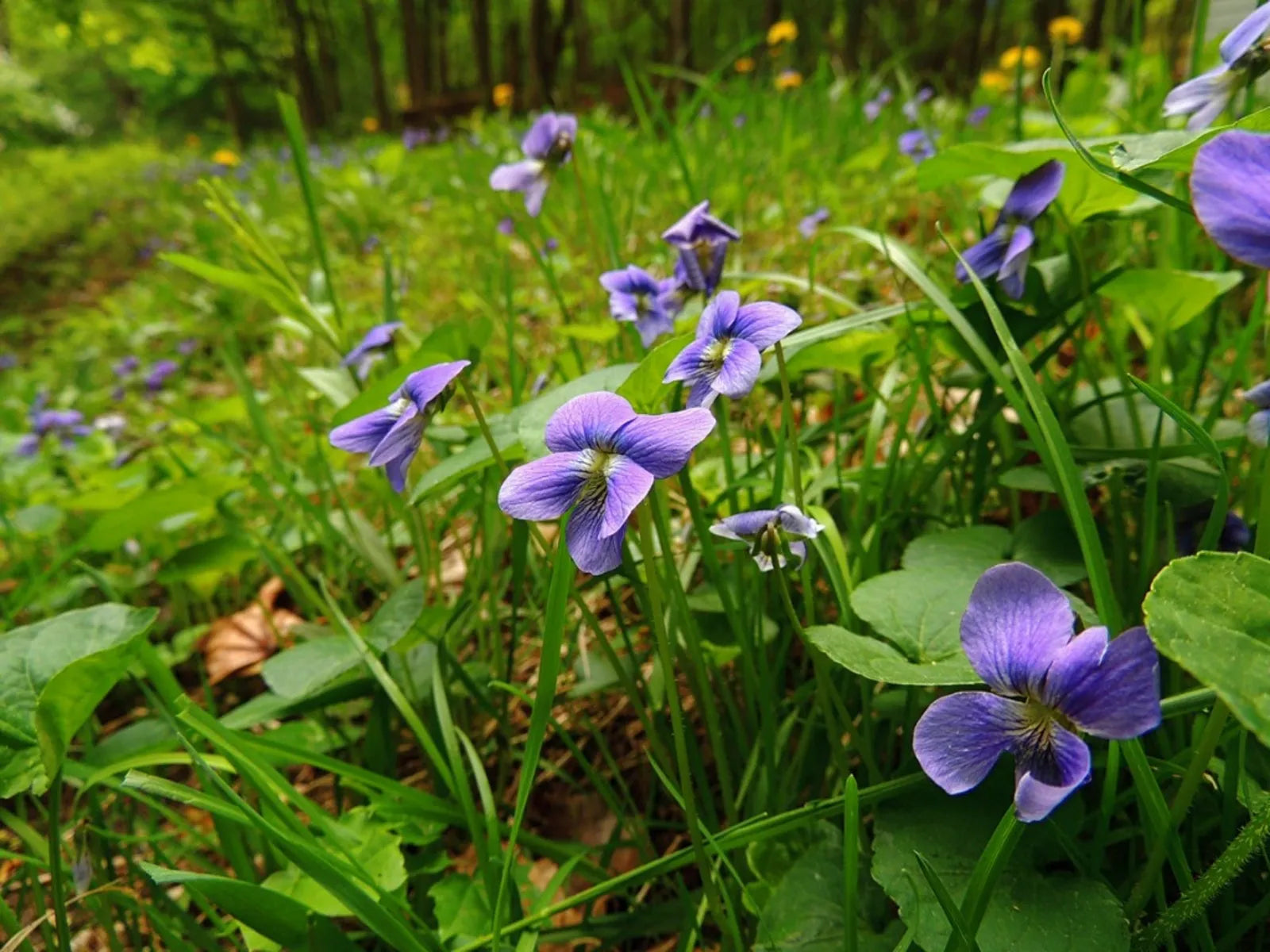 Wild Violet Live Plants – Viola sororia Ground Cover, Edible Flowers, Native Perennial, Shaded Garden, Lawn, Container