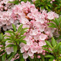 Pink Mountain Laurel Bare Root Shrub - 1 Ft Tall - Fragrant Native Flowering Plant - Kalmia latifolia