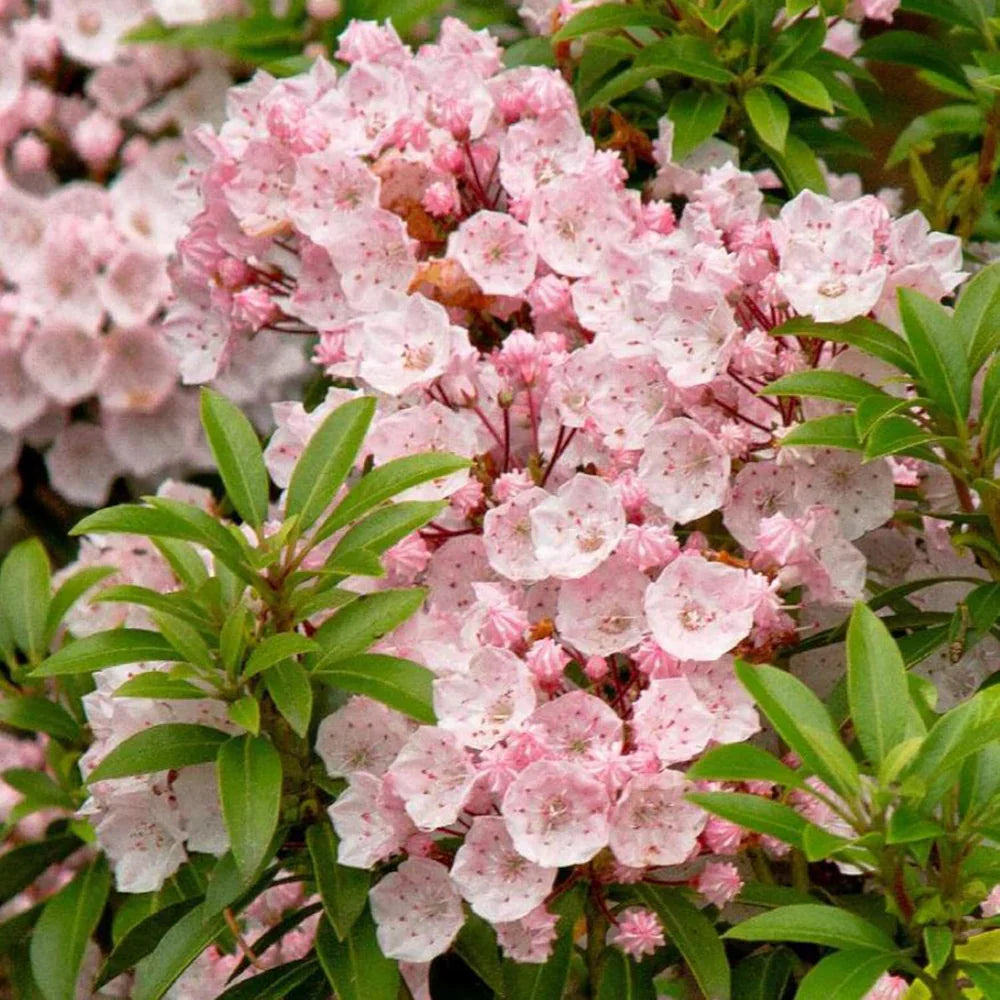 Pink Mountain Laurel Bare Root Shrub - 1 Ft Tall - Fragrant Native Flowering Plant - Kalmia latifolia
