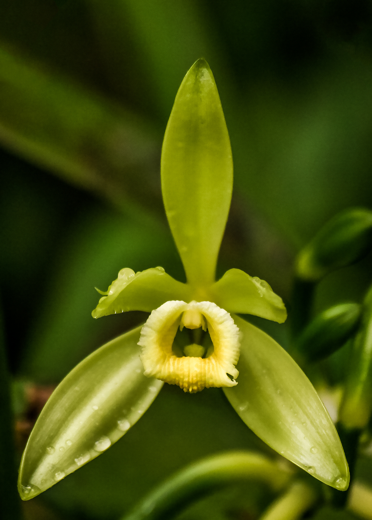 Vanilla Bean Orchid (Vanilla planifolia)