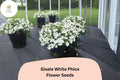 Gisele White Phlox Seeds – Annual Garden Flowers, Phlox drummondii, White Blooms, Butterfly Attractant, Easy to Grow, 100+ Seeds
