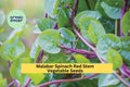Red Stem Malabar Spinach Seeds – 3 Pack, Fast-Growing, Heat-Tolerant Vine, Edible Green Leaves & Red Stems, Basella rubra, Trellis Planting