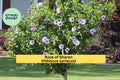 Rose of Sharon Bare Root Plants – 5 Hardy Hibiscus syriacus Flowering Shrubs for Garden Landscape, Summer Blooms in Pink, Purple, White
