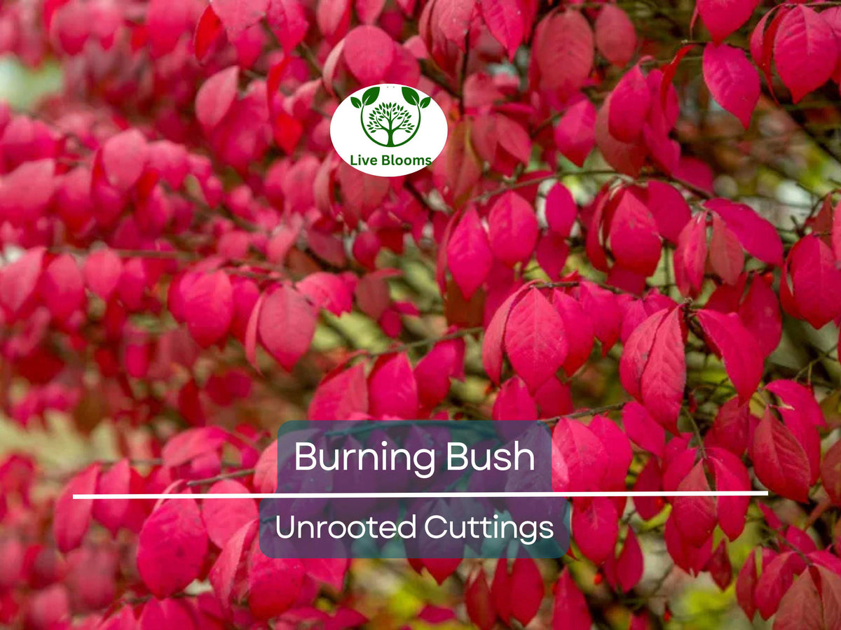 12 Burning Bush Unrooted Cuttings - Euonymus alatus Dwarf Ornamental Shrub for Landscaping, Fall Foliage