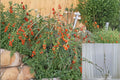 Goji Berry Plants Bare Root & Cuttings - Lycium barbarum Fruiting Shrub for Garden & Edible Landscape