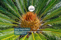 5 King Sago Palm Seeds Cycas Revoluta Hardy Tropical Cycad Evergreen Indoor Outdoor Plant