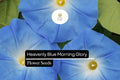 Heavenly Blue Morning Glory Climbing Vine, Sky Blue Flowers, Ipomoea tricolor, Fast-Growing Annual for Fences & Trellises