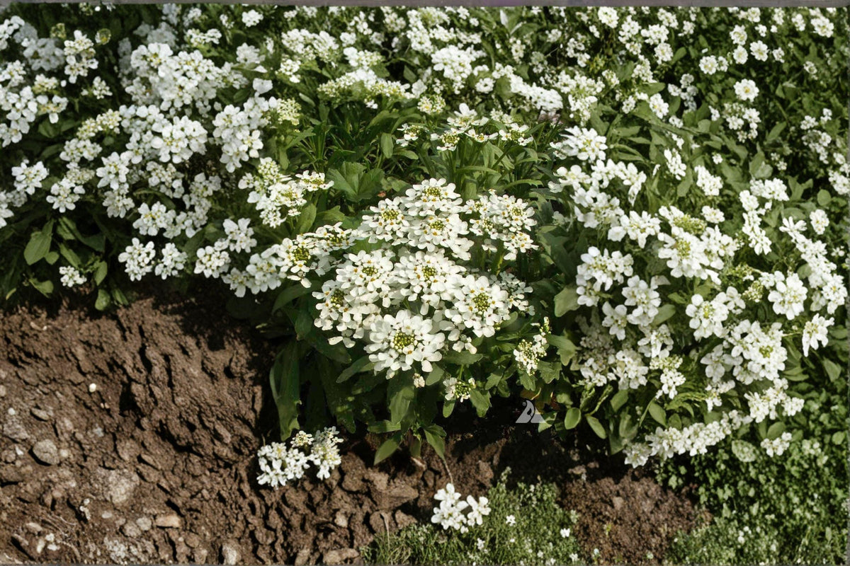 Empress Rocket Candytuft Seeds – Iberis amara, White Fragrant Flowers, Cottage Garden, Pollinator-Friendly, 100 Seeds