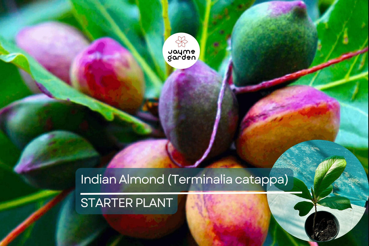 Indian Almond Tree Live Plant – Terminalia catappa, Tropical Nut Tree, Edible Seeds, Shade & Coastal Landscaping