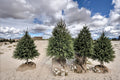 Norway Spruce Live Plants – 2-3 ft Tall Evergreen Tree Picea abies for Landscaping & Privacy Screening