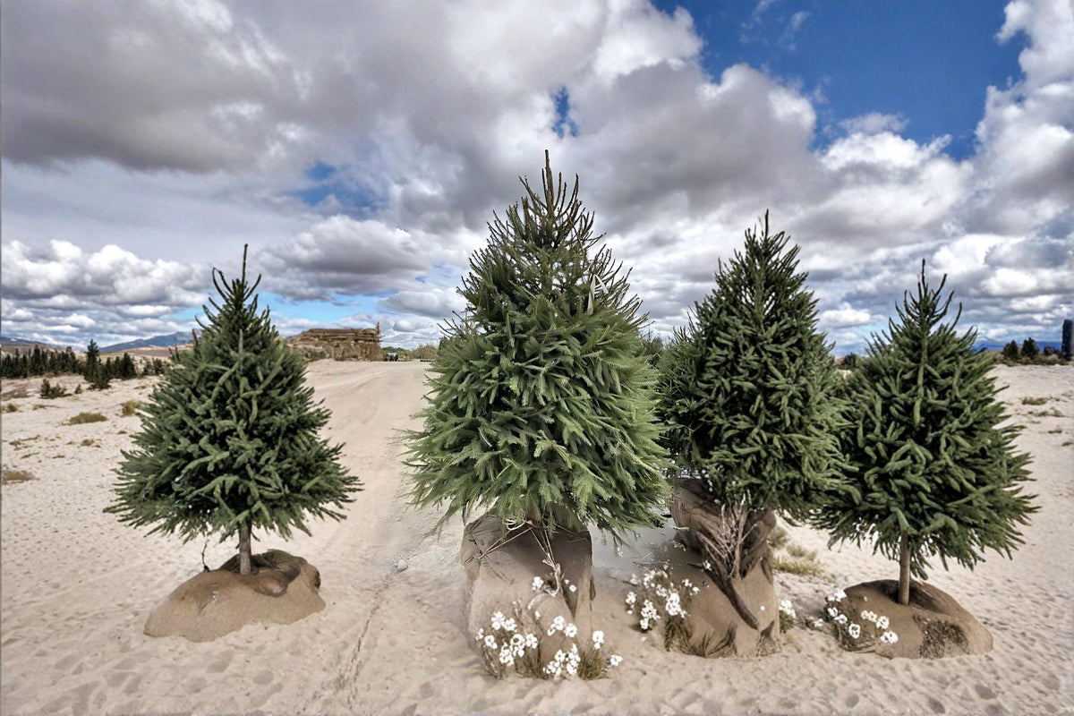 Norway Spruce Live Plants – 2-3 ft Tall Evergreen Tree Picea abies for Landscaping & Privacy Screening