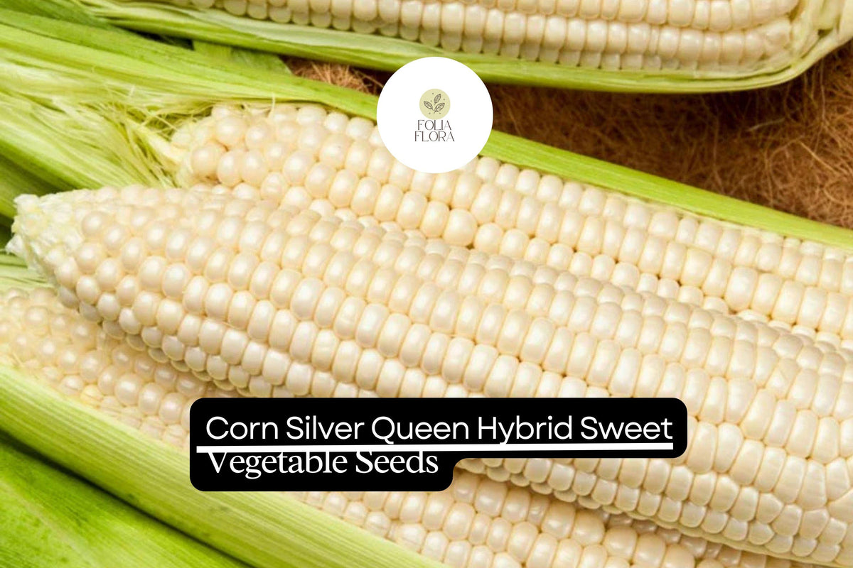 Corn Seeds Silver Queen Hybrid Sweet Zea mays High-Yield Sweet Corn for Gardening & Cooking