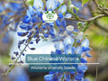 Blue Chinese Wisteria Seeds – Perennial Climbing Vine with Fragrant Blue-Purple Flowers (Wisteria sinensis)