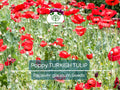 1000 Seeds Turkish Tulip Poppy Papaver spp. Non-GMO Pollinator-Friendly Large Red & Black Flowers Garden Seeds