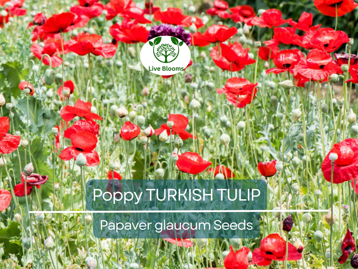 1000 Seeds Turkish Tulip Poppy Papaver spp. Non-GMO Pollinator-Friendly Large Red & Black Flowers Garden Seeds