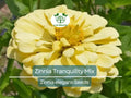 100 Seeds Zinnia Tranquility Mix (Zinnia elegans) Double Bloom Flowers for Butterflies, Hummingbirds, Pollinator Garden