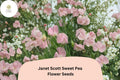 50+ Janet Scott Sweet Pea Seeds | Fragrant Pink Climbing Annual Flowers for Garden Trellis, Fence, Cottage Garden