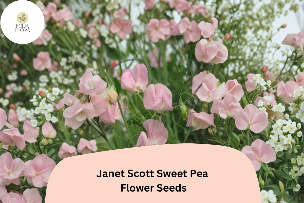 50+ Janet Scott Sweet Pea Seeds | Fragrant Pink Climbing Annual Flowers for Garden Trellis, Fence, Cottage Garden