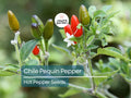 Hot Chile Pequin Pepper Seeds – Heirloom, Spicy, Compact Plant for Salsas & Cooking | Capsicum annuum