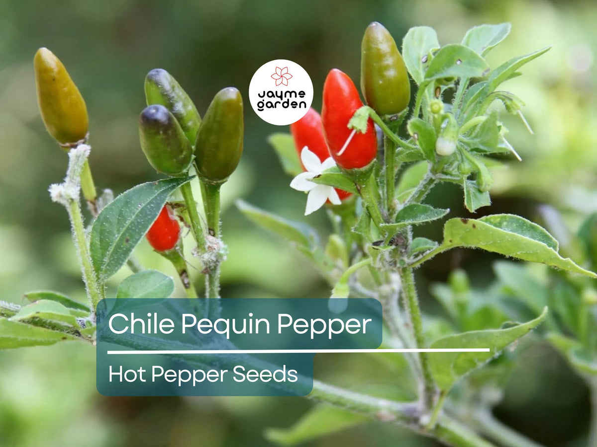 Hot Chile Pequin Pepper Seeds – Heirloom, Spicy, Compact Plant for Salsas & Cooking | Capsicum annuum