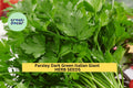 3pcs Italian Giant Parsley Seeds – Heirloom Petroselinum crispum, Dark Green Leaves, Culinary Herb for Garden, Pots, and Landscaping