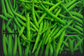 Provider Green Bush Bean Seeds – Heirloom, Stringless Snap Beans, Compact Bush Plant, Phaseolus vulgaris
