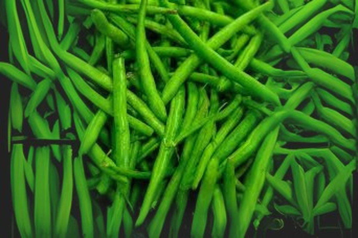Provider Green Bush Bean Seeds – Heirloom, Stringless Snap Beans, Compact Bush Plant, Phaseolus vulgaris