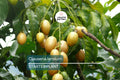 Wampee Tree Seedling 10” | Tropical Fruit Plant | Clausena Lansium | Live Exotic Fruit Tree in Pot