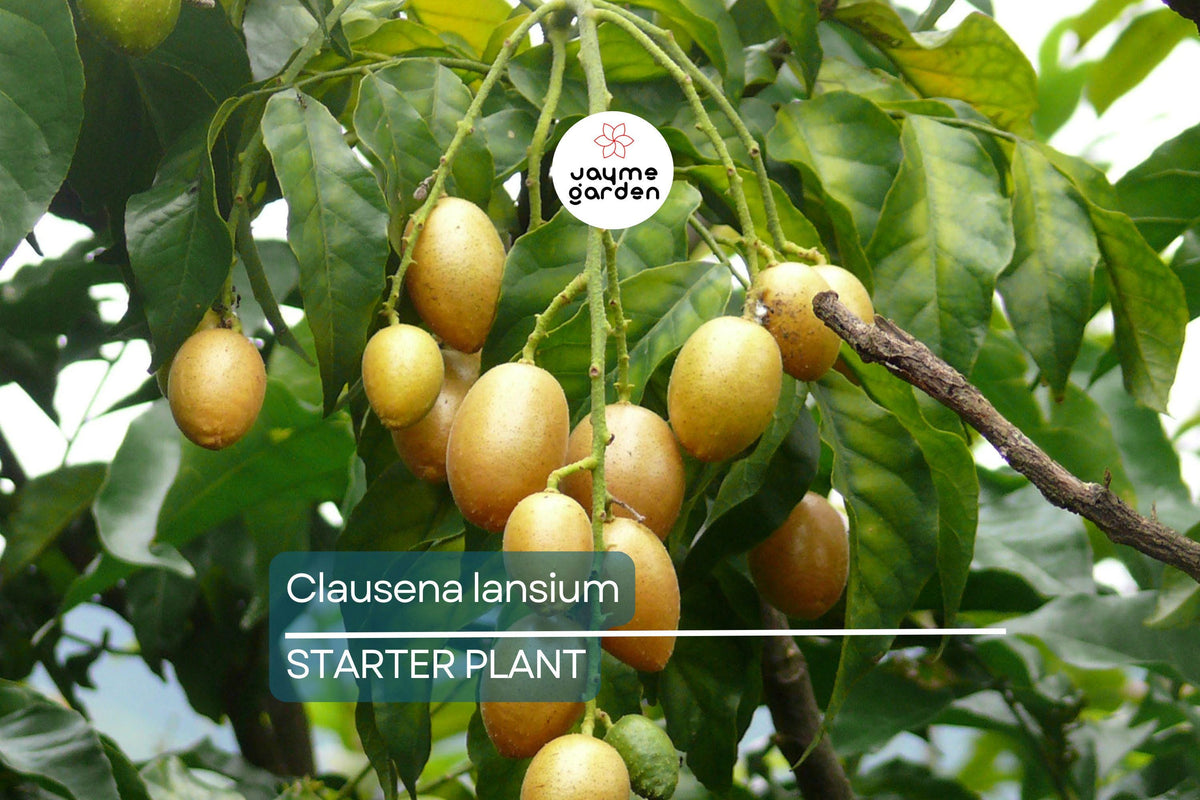 Wampee Tree Seedling 10” | Tropical Fruit Plant | Clausena Lansium | Live Exotic Fruit Tree in Pot