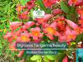 Bignonia "Tangerine Beauty" Crossvine Rooted Starter Plant | Vibrant Orange Flowers | Fast-Growing Climber | Bignonia capreolata