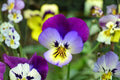 Helen Mount Johnny Jump Up Seeds – Viola tricolor Edible Pansy, Heirloom Flower, Compact Annual, Bright Purple, Yellow & White Blooms